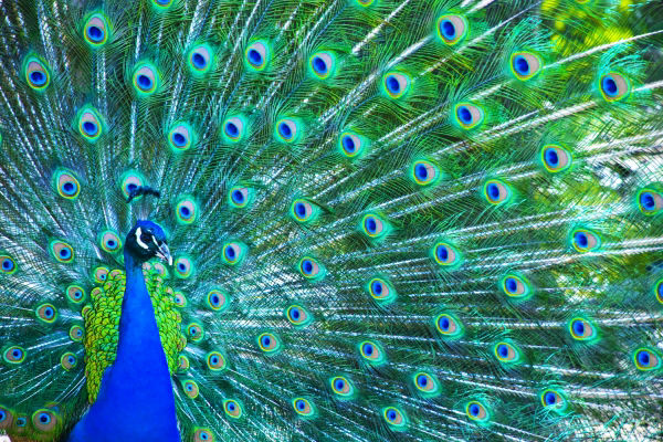 Peacock image for trade mark team